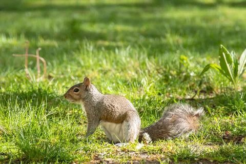 Squirrel Stock Photos