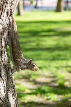 Squirrel Stock Photos