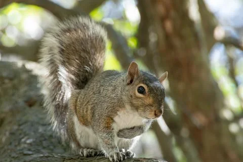 Squirrel Stock Photos