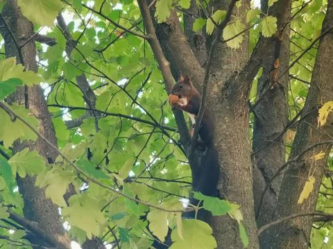 Squirrel Stock Photos