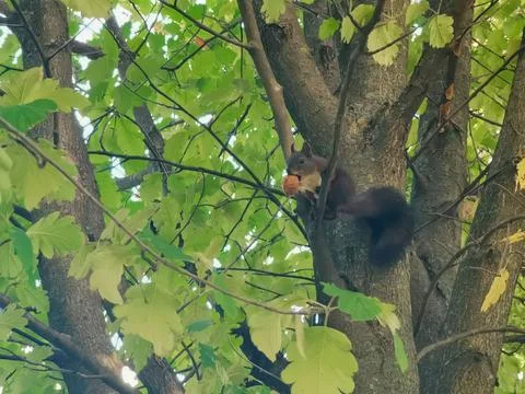 Squirrel Stock Photos