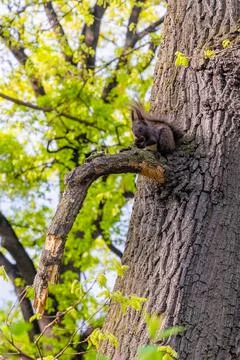 Squirrel Foto stock