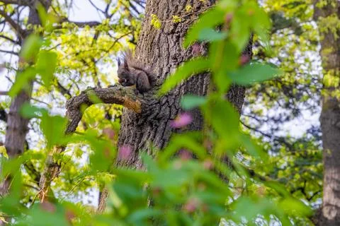 Squirrel Stock Photos