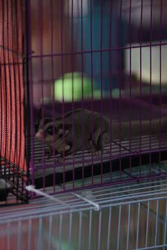 Squirrel Stock Photos