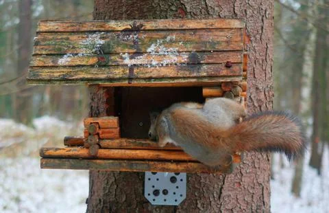 Squirrel Stock Photos