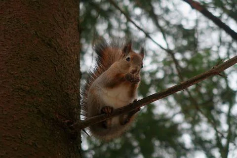 Squirrel Stock Photos