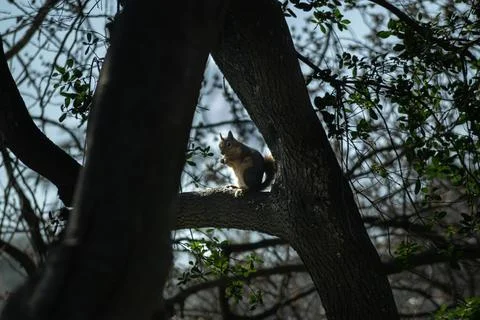 Squirrel Stock Photos