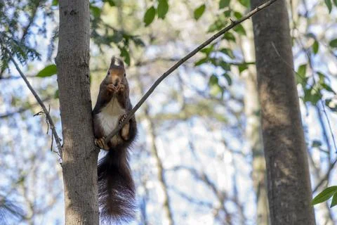 Squirrel Stock Photos