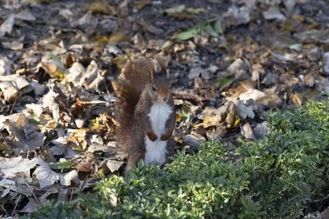 Squirrel Stock Photos