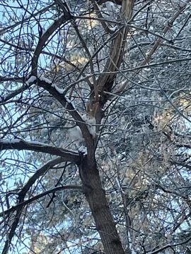 Squirrel Stock Photos