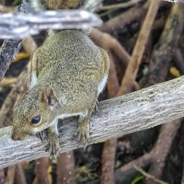 Squirrel Stock Photos