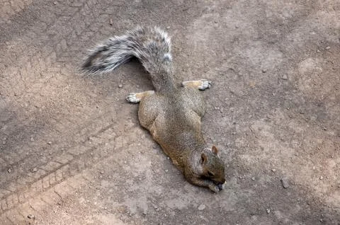 Squirrel Stock Photos