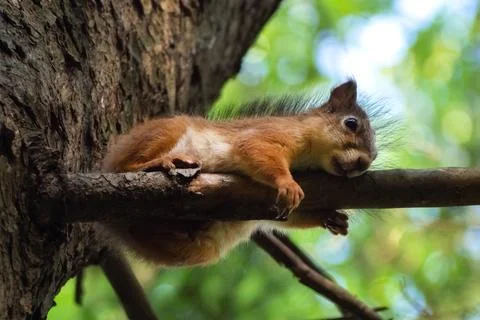 Squirrel Stock Photos
