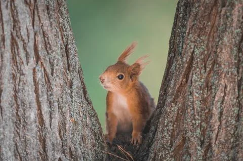 Squirrel Stock Photos