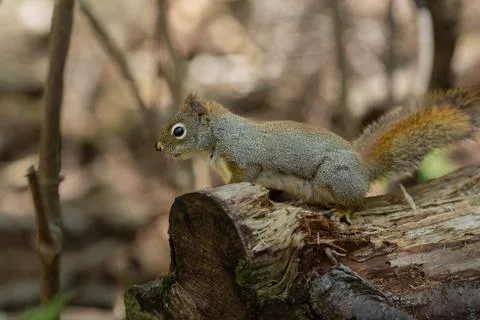 Squirrel Photos