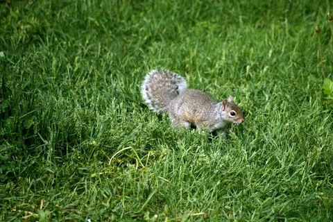 Squirrel Stock Photos
