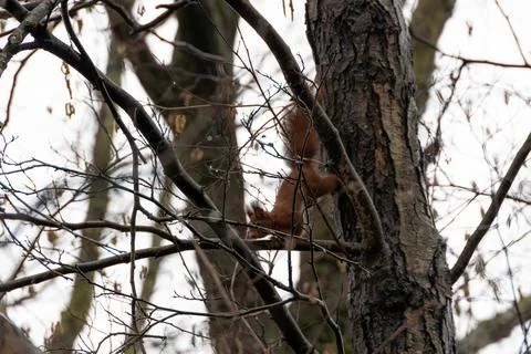 Squirrel Stock Photos