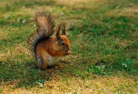 Squirrel Foto stock