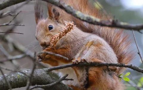 Squirrel Stock Photos