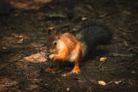 Squirrel Stock Photos