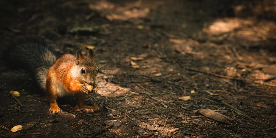 Squirrel Stock Photos
