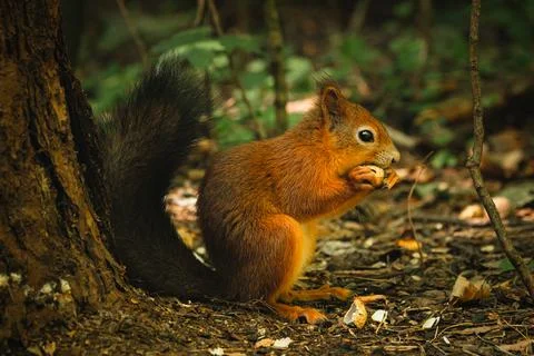 Squirrel Stock Photos