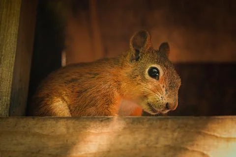 Squirrel Stock Photos