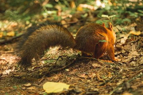 Squirrel Stock Photos