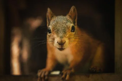 Squirrel Stock Photos