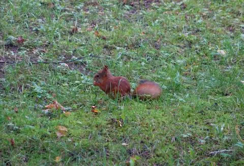 Squirrel Stock Photos