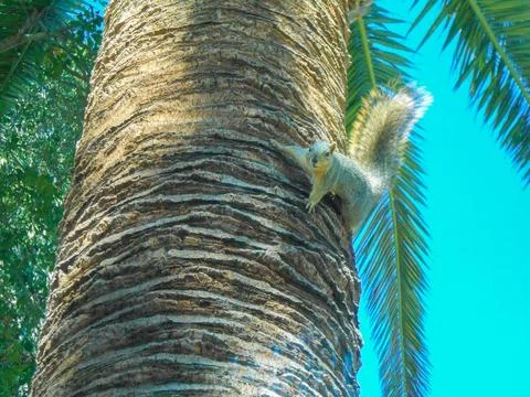 Squirrel Stock Photos