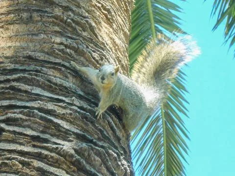 Squirrel Stock Photos