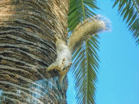 Squirrel Foto stock