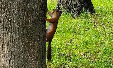 Squirrel Stock Photos