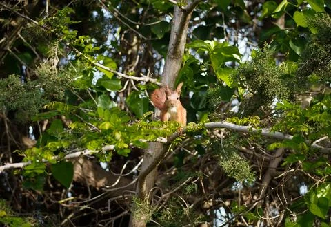 Squirrel Stock Photos
