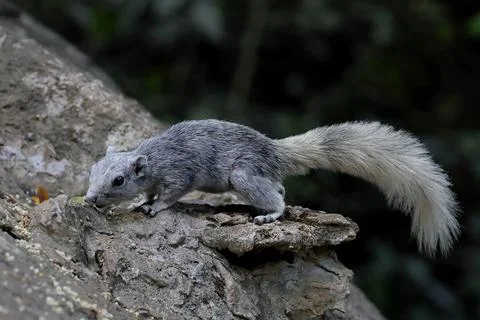 Squirrel Stock Photos