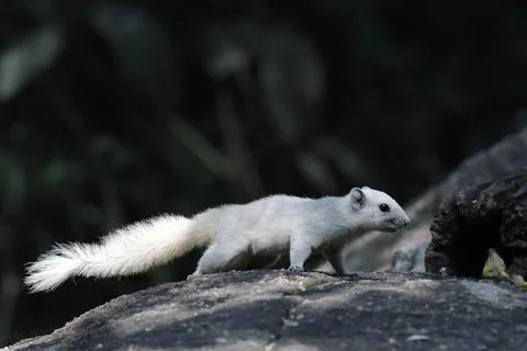 Squirrel Stock-Fotos