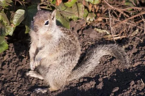 Squirrel Stock Photos