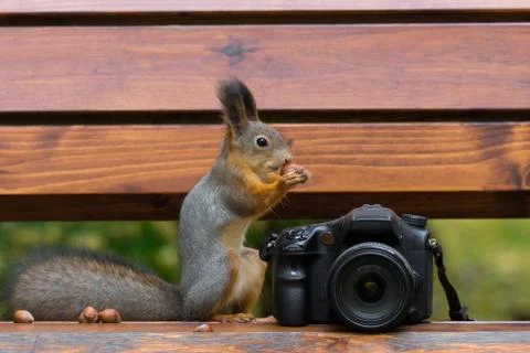 Squirrel photographs on the camera Foto stock