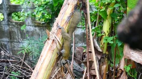 Squirrel picking fiber from the bark and dry leaves Stock-Footage 224233564