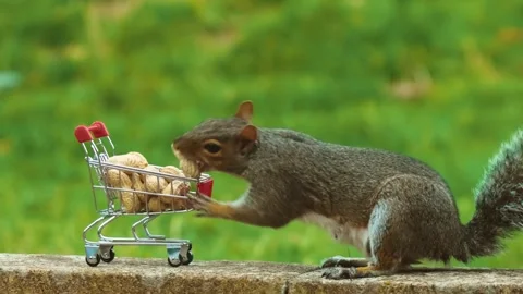 Squirrel picking peanut from shopping cart full of nuts, shopping, retail Stock Footage 323609252