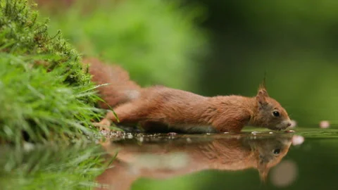 Squirrel picks acorn out of shallow water and runs away, close-up Stock Footage 341672948