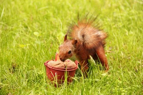 Squirrel picks a nut from a bucket. Sciurus. Rodent. Beautiful red squirrel i Stock Photos