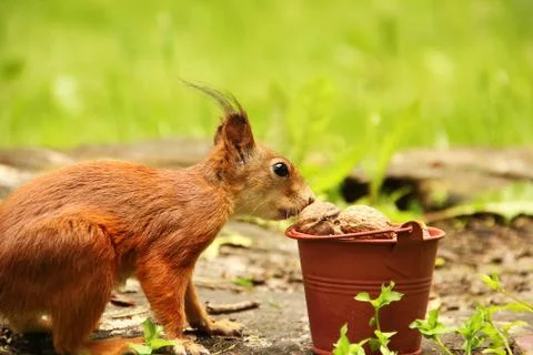 Squirrel picks a nut from a bucket. Sciurus. Rodent. Beautiful red squirrel i Foto stock