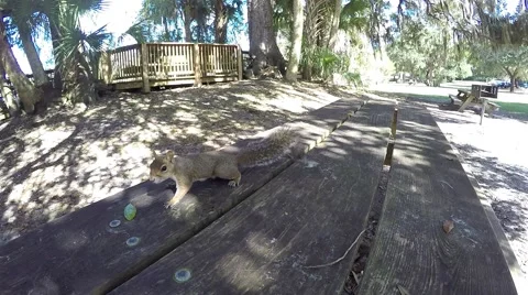 Squirrel at a picnic in a park in Central Florida Video stock 62472904