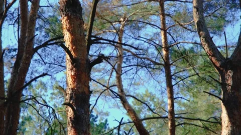 Squirrel on pine branches. squirrel jumps on pine branches. squirrel in the Stock Footage 221274951