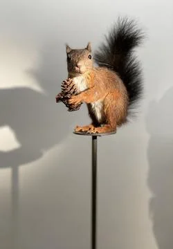 A squirrel with a pine cone in a house Stock Photos