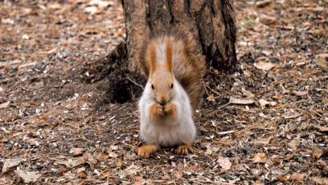 Squirrel with pine nuts Foto stock