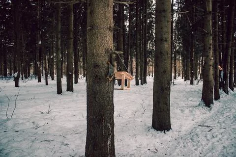 Squirrel on a pine tree crawls for food in the feeder Stock Photos
