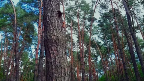 Squirrel on a pine tree. Tree crowns against the background of the blue sky. Vidéo 259160494